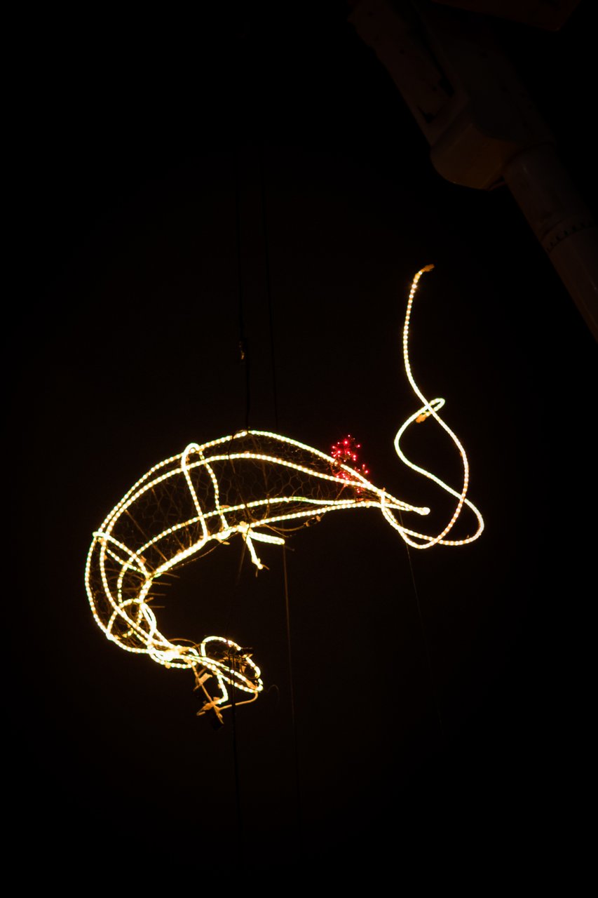 Shrimp Drop lights