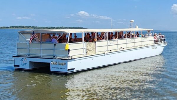 Amelia River Cruises Bald Eagle