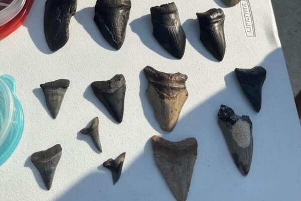 Amelia Shark Tooth Adventures teeth