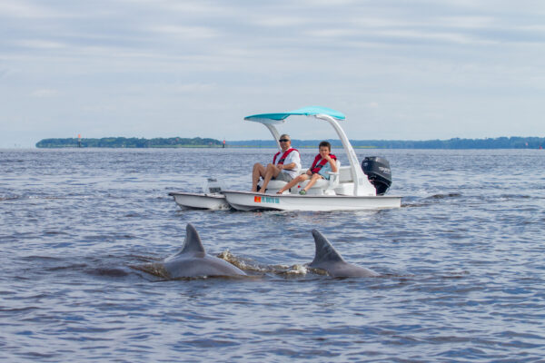 Backwater Cat Adventure dolphins