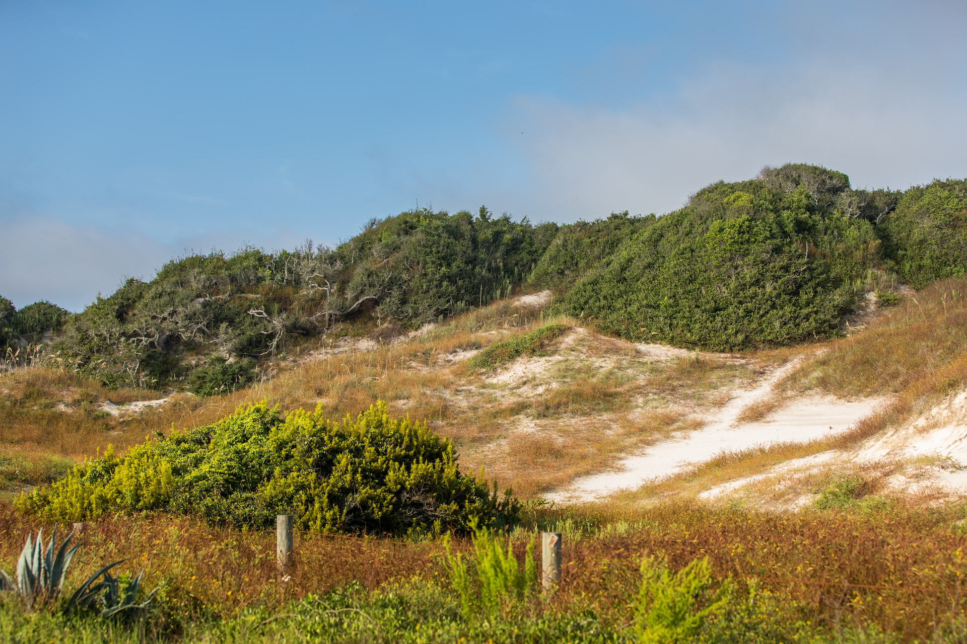 Burney Park sand dunes