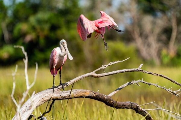 Two pink roseate spoonbills are in a marsh; one stands on a curved, bare branch while the other flies above it with wings spread. Green grass and blurred trees are in the background.