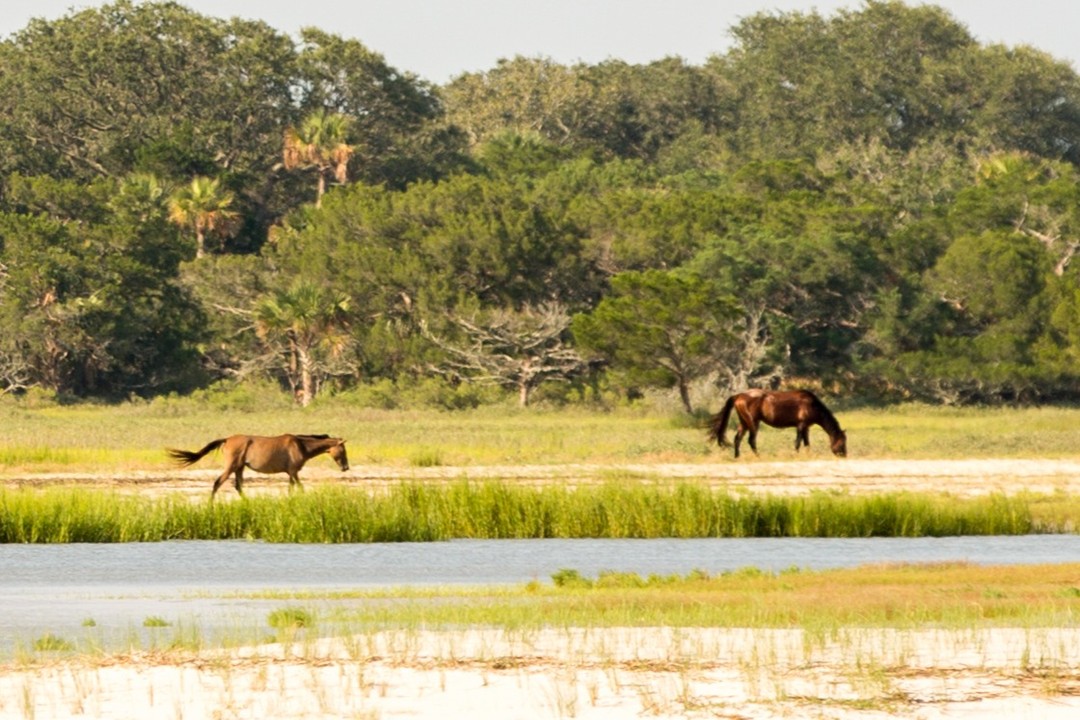 Follow That Dream Sailing horses