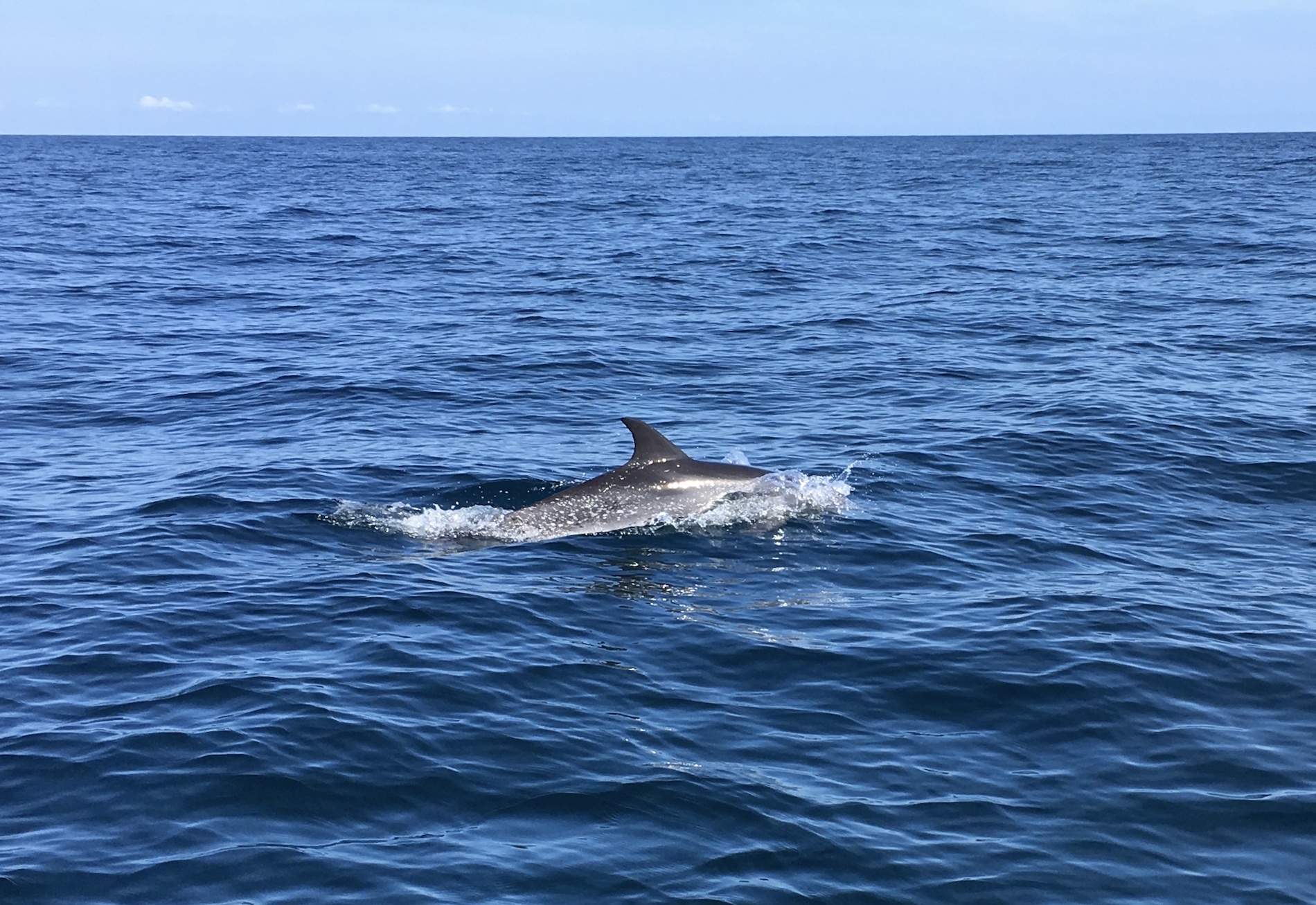 A dolphin swims near the surface of a calm blue ocean under a clear sky, with its dorsal fin and part of its back visible above the water.