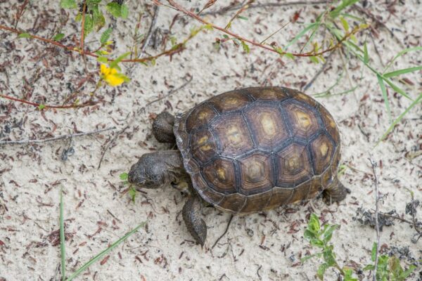 Gopher Turtle