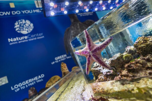 Nature Center at Omni Amelia Island starfish