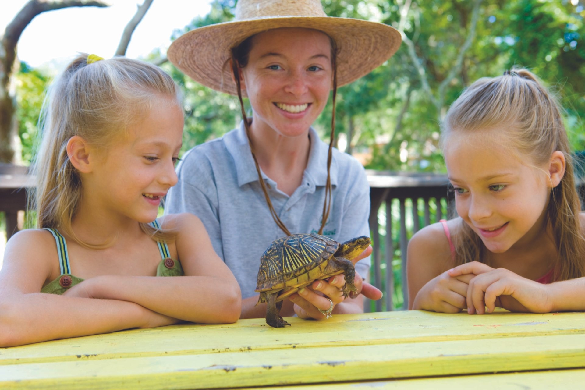 Nature Center at Omni Amelia Island turtle