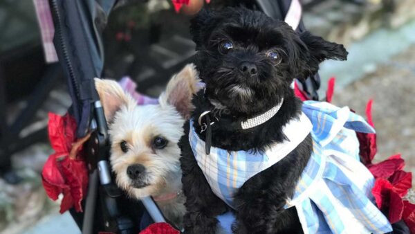 Parade of Paws