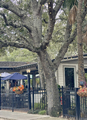 The Patio at 5th and Ash