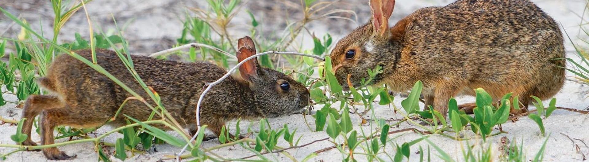 Rabbits