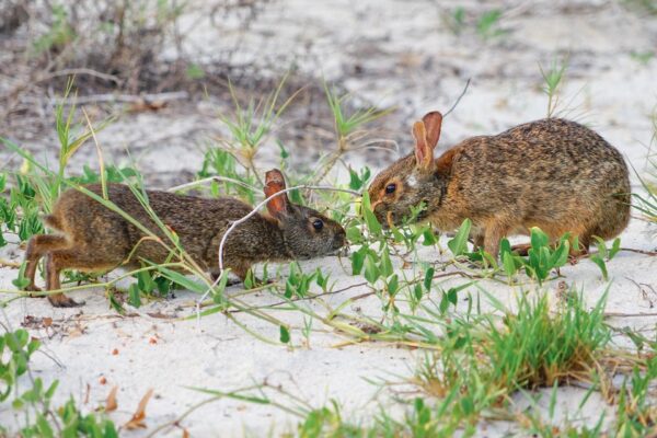 Rabbits