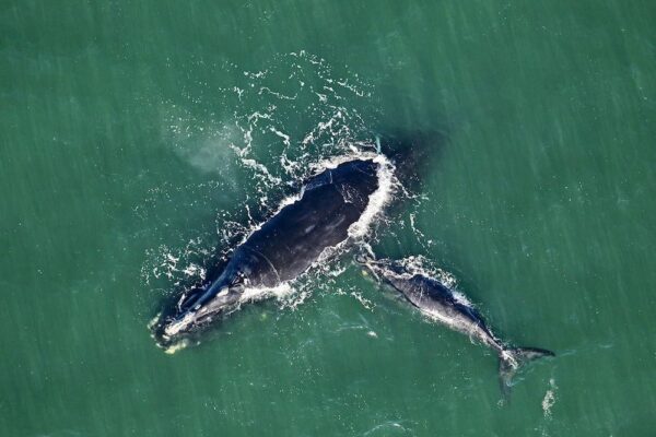 Right Whale Festival whales