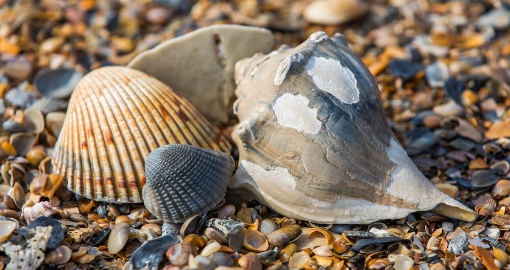 ocean shells