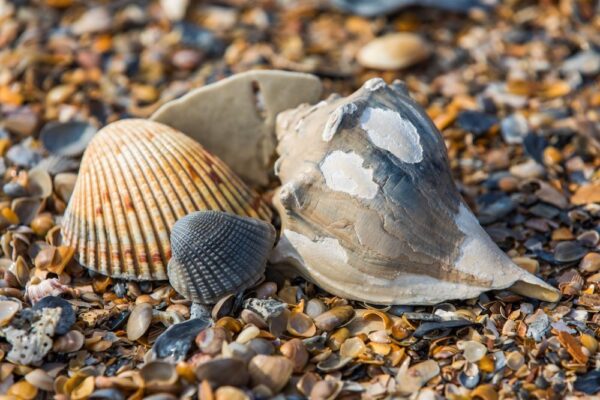 Shelling on Amelia Island