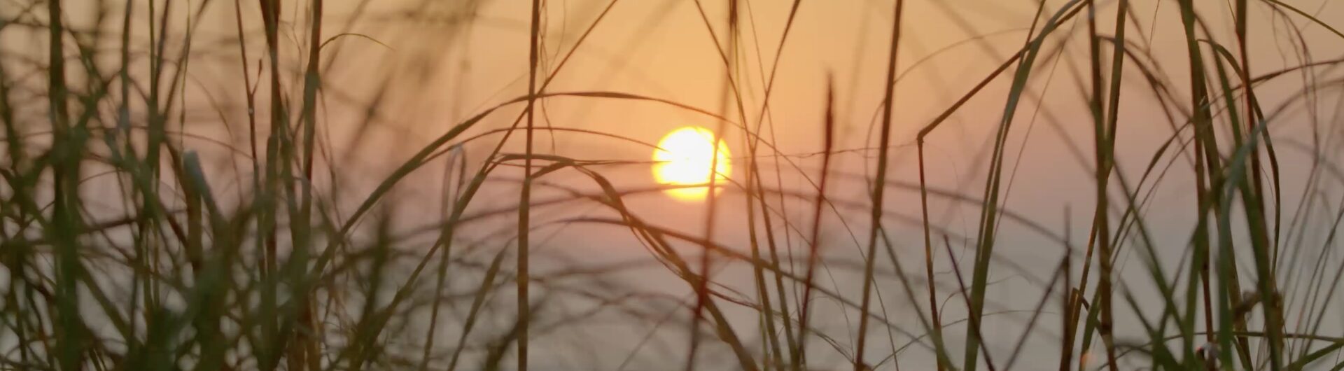 The sun sets over the horizon, casting a warm orange glow through tall, wispy grass blades silhouetted in the foreground.