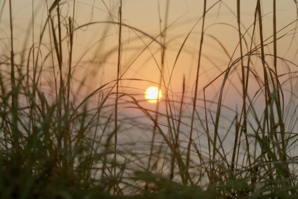 The sun sets over the horizon, casting a warm orange glow through tall, wispy grass blades silhouetted in the foreground.