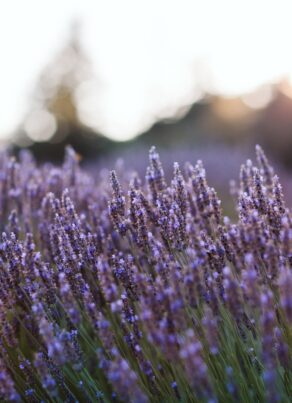 The Lavender Store Amelia Island