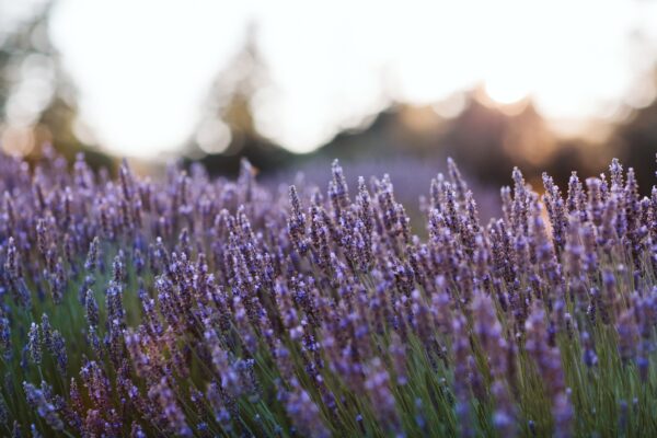 The Lavender Store Amelia Island