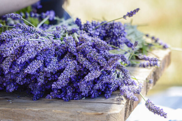 The Lavender Store