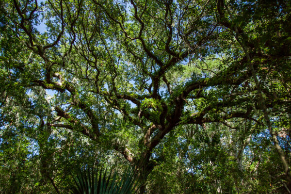 Fort Clinch trees