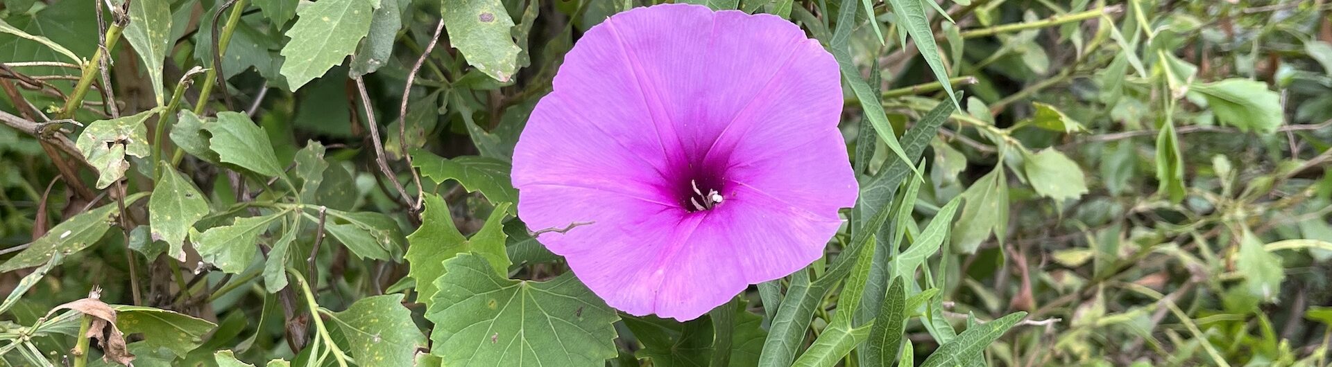 A single bright purple morning glory flower blooms among dense green leaves and vines in a natural outdoor setting.