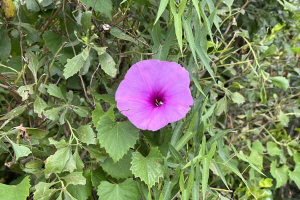 A single bright purple morning glory flower blooms among dense green leaves and vines in a natural outdoor setting.
