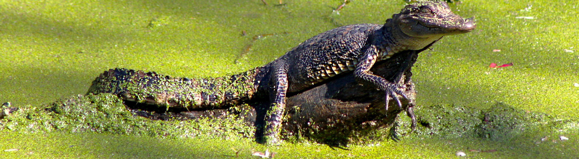 alligator in wild