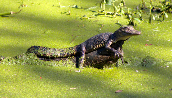 alligator in wild