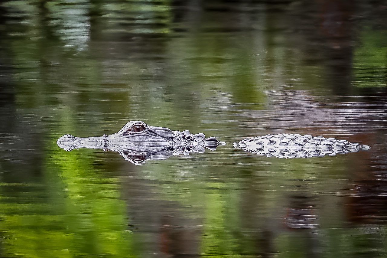 alligator in water