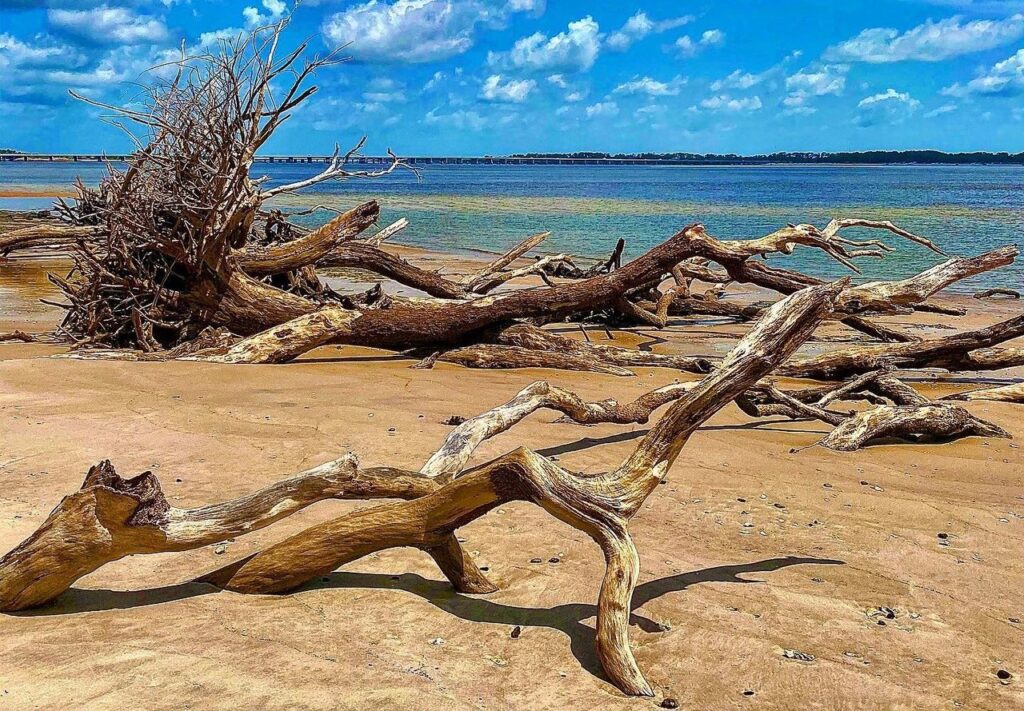 Skeletons or Driftwood?
