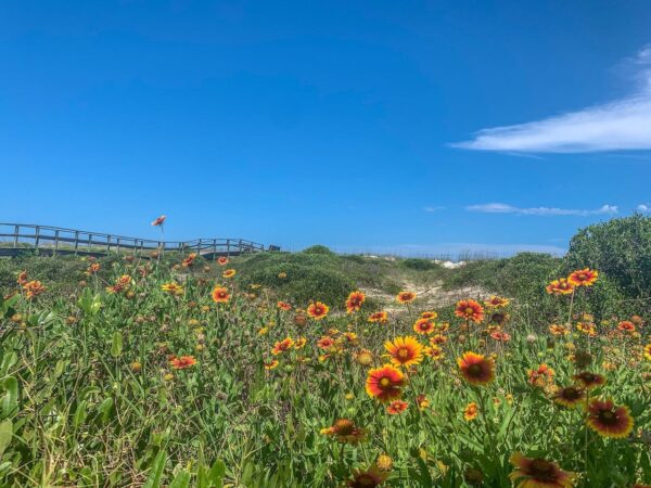 flowers on Amelia Island