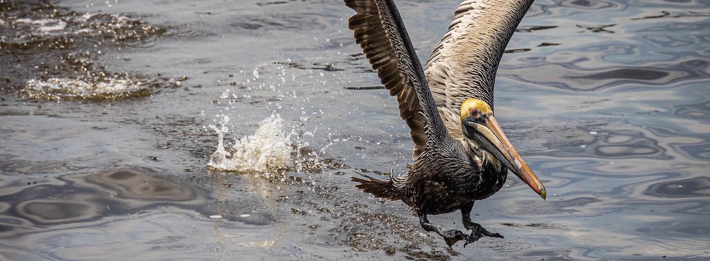 bird landing on water