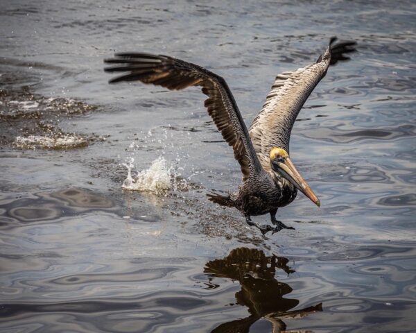 Top 7 Birding Spots On Amelia Island