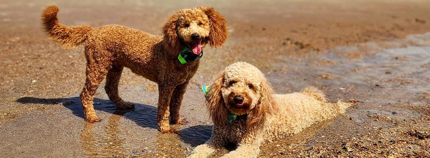 Two curly-haired dogs are on a sandy beach near the ocean. One dog is standing with a wagging tail, while the other is lying down, both wearing green collars under a blue sky with scattered clouds.