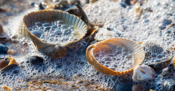 rainy days seashells