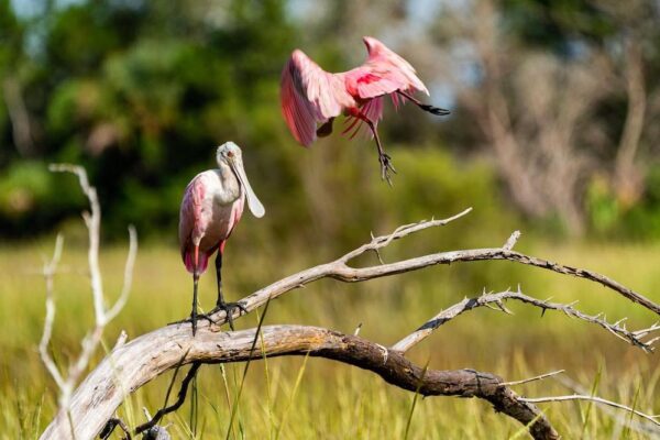 spoonbill birds