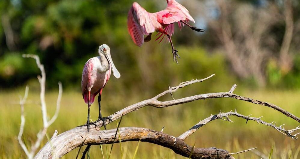 spoonbill birds