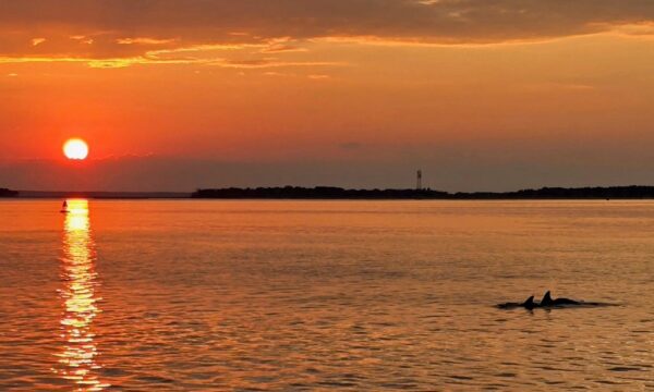 Sunset over calm water with an orange sky, the sun reflecting on the surface. Two dolphins dorsal fins are visible in the foreground, and a distant shoreline stretches across the horizon.