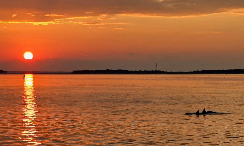 Sunset over calm water with an orange sky, the sun reflecting on the surface. Two dolphins dorsal fins are visible in the foreground, and a distant shoreline stretches across the horizon.